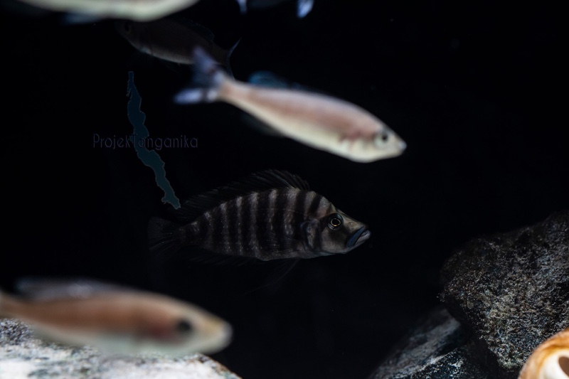 Altolamprologus compressiceps 'Tembwe (Deux)'